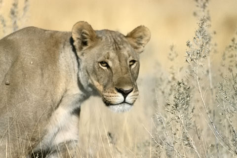 Löwe, Namibia